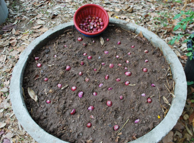วิทยากรกิจกรรมเข้าค่ายลูกเสือ-เนตรนารี สำรอง ... พารามิเตอร์รูปภาพ 43