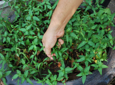 โครงการเสริมสร้างสมดุลชีวิตคนทำงานประจำปี 2569 ... พารามิเตอร์รูปภาพ 14